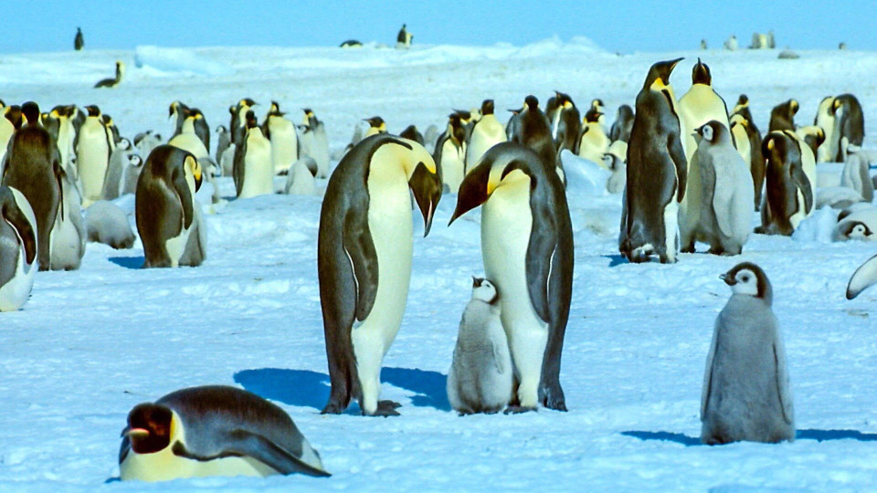 s01e14 — Antarctic