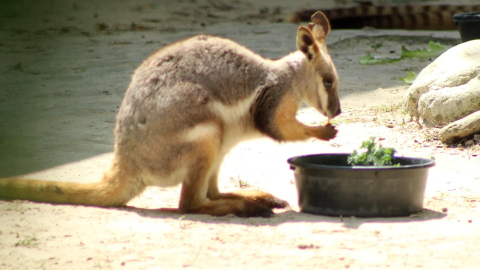 s03e11 — Wallaby Welcome