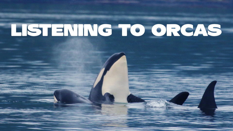 s59e14 — Listening to Orcas