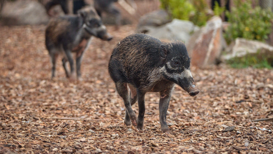 s07e01 — The Disappearance of the Warty Pig