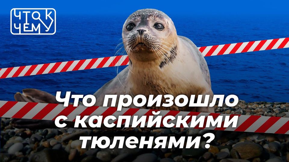 s06e217 — Что к чему: происшествие с тюленями на Каспии | Нефть, экология, ракетное топливо