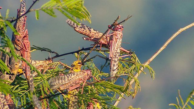 s2020e20 — Kenya's Locust Hunters