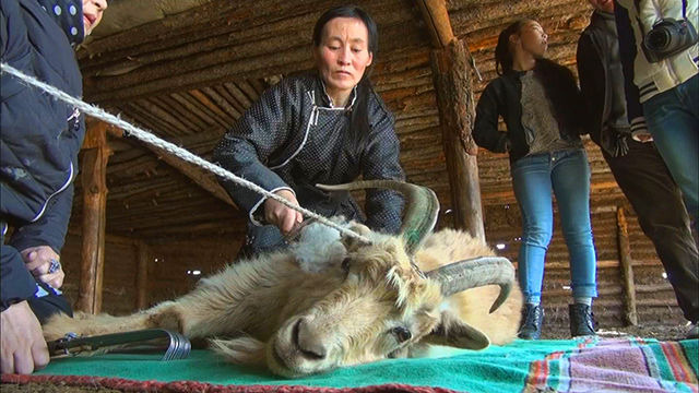 s2016e98 — Mongolia's Cashmere Dreams