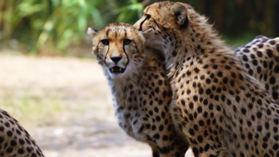 s02e03 — Once a Cheetah, Always a Cheetah