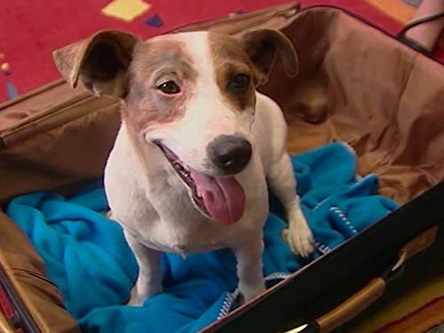 s01e17 — Dogs Down Under