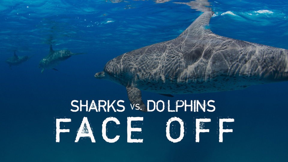 s2016e10 — Sharks vs. Dolphins: Face Off