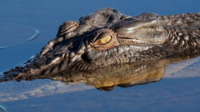 s01e08 — Crocodiles