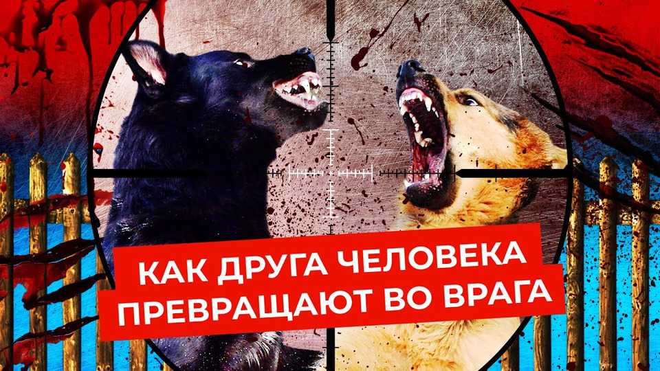 s06e19 — Бродячие животные: как собаки стали проблемой России | Приюты, законы и усыпление