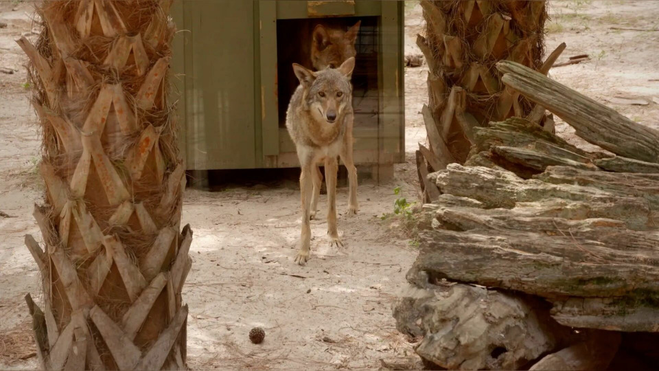 s04e10 — Wolfpack Miracle