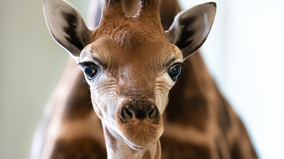 s03e04 — A Baby Giraffe's Tall Order