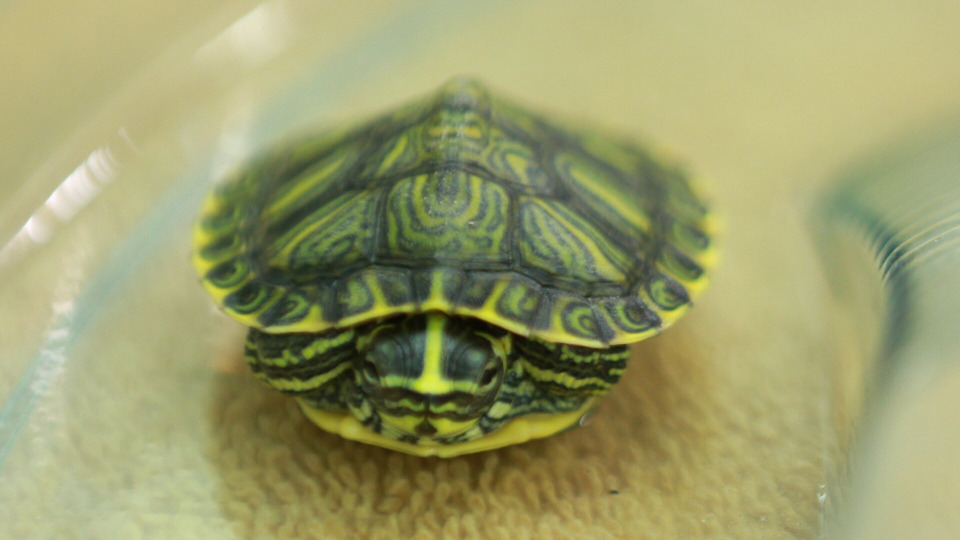 s02e03 — Turtle-Necked
