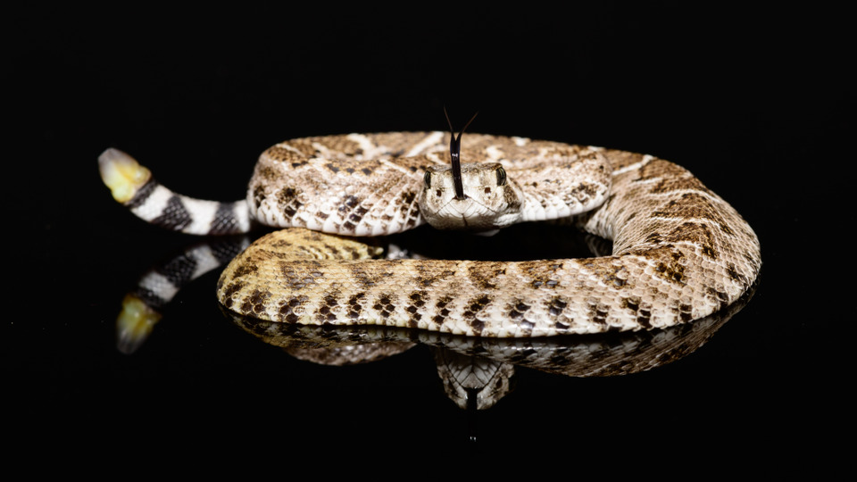 s01e18 — Rattleless Rattlesnake