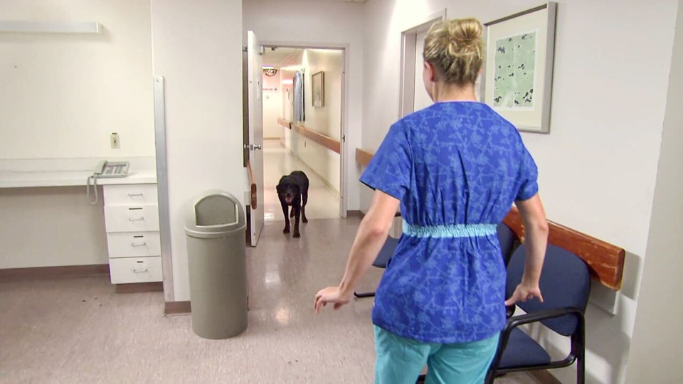 s06e06 — Rottweiler in the ER