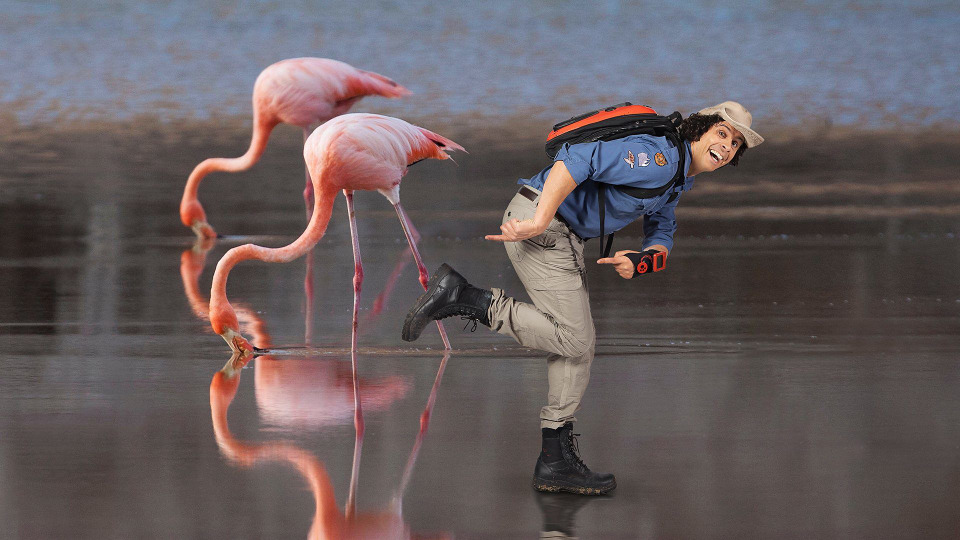 s01e08 — Flamingos
