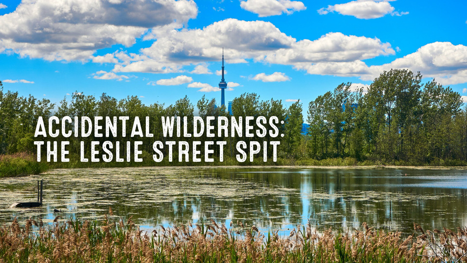 s59e13 — Accidental Wilderness: The Leslie Street Spit