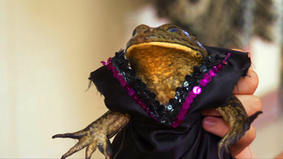 s01e04 — Frog Beauty Pageant