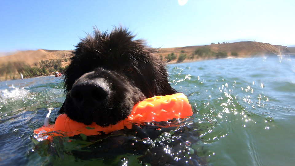 s01e06 — Stunt Dogs & Water Rescue Dogs