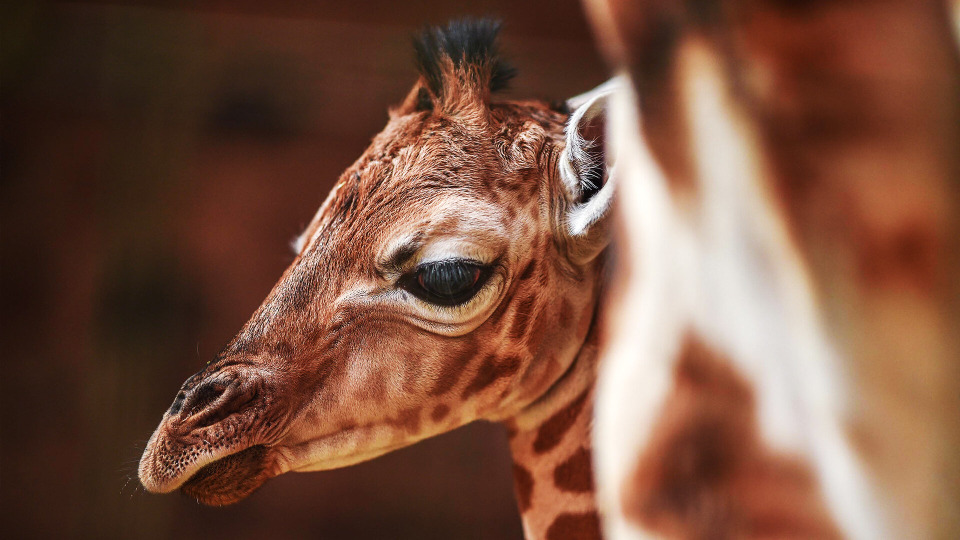 s05e03 — Make Way For Baby Giraffe