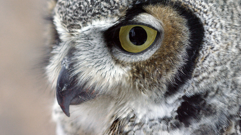 s56e09 — The Secret Life of Owls
