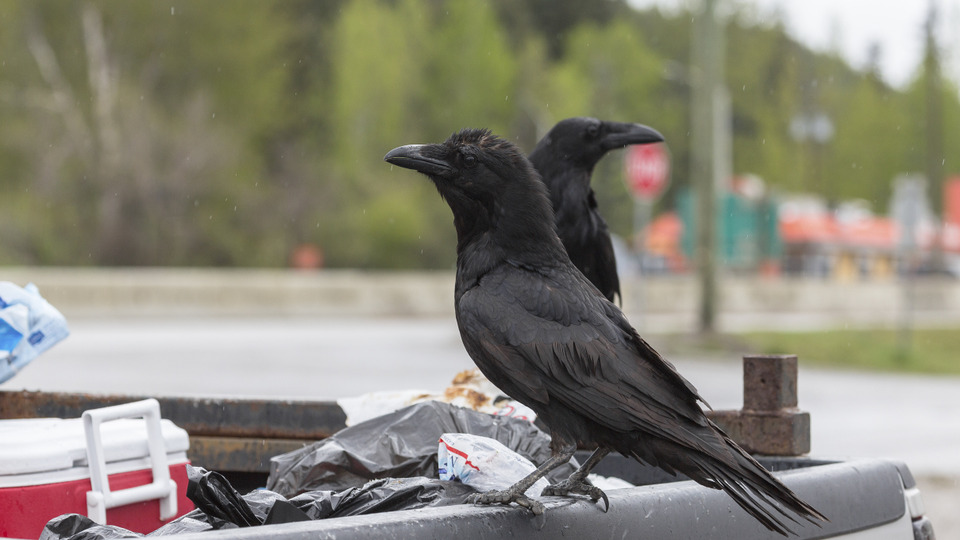 s01e10 — Crow Crime Scene