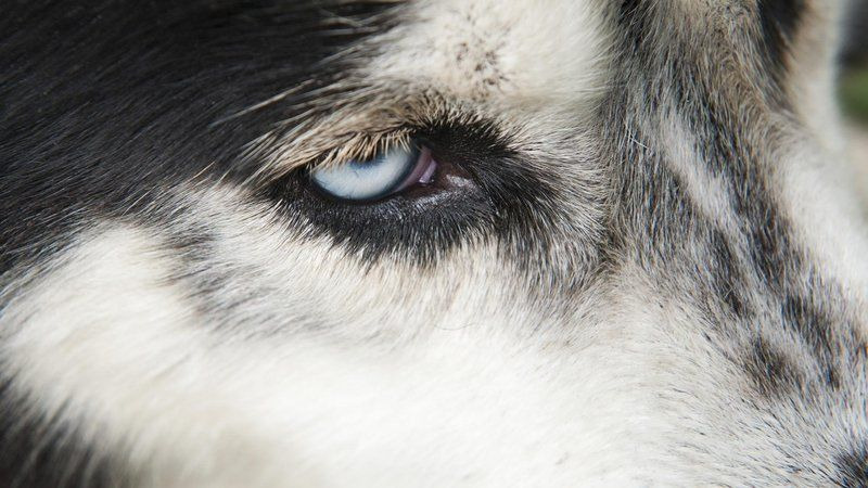 s41e18 — Inside Animal Minds: Dogs & Super Senses