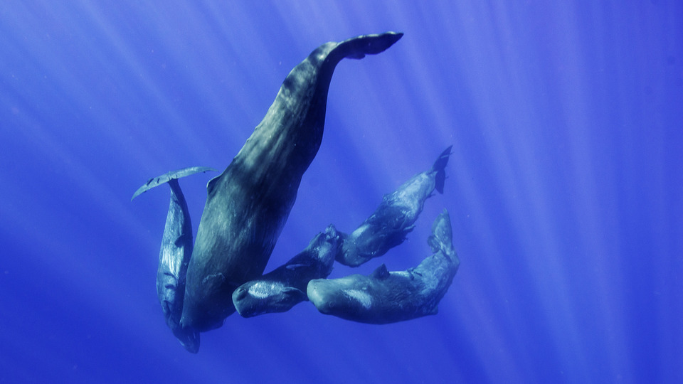 s01e01 — Whale vs. Squid