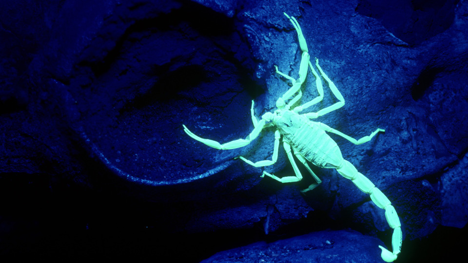 s01e16 — Scorpion Night Lights