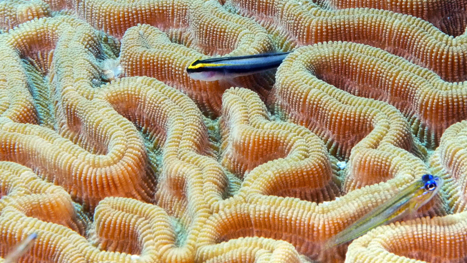 s01e01 — Bonaire National Marine Park