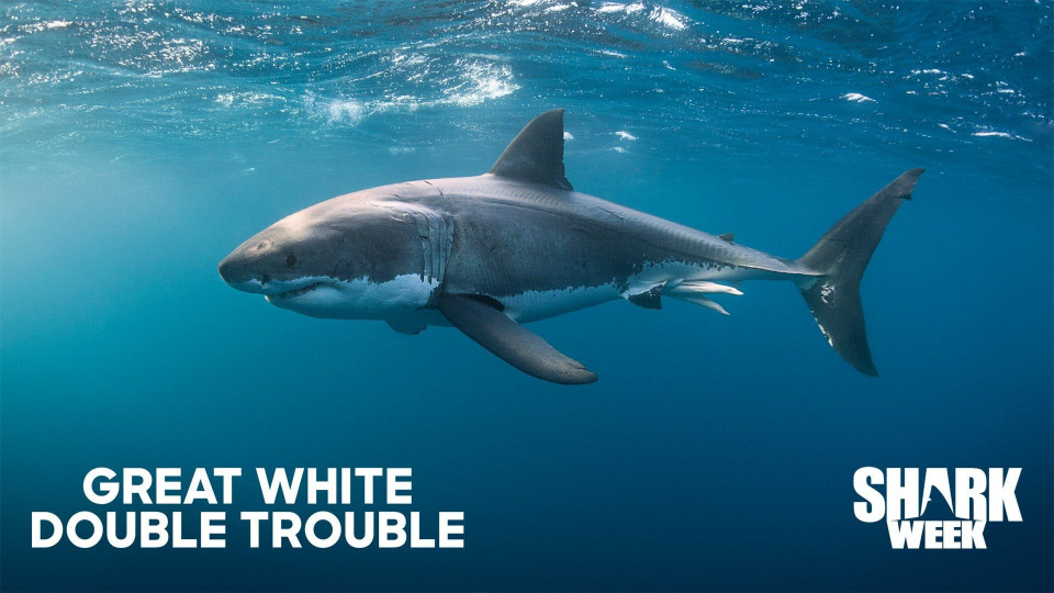 s2020e12 — Great White Double Trouble
