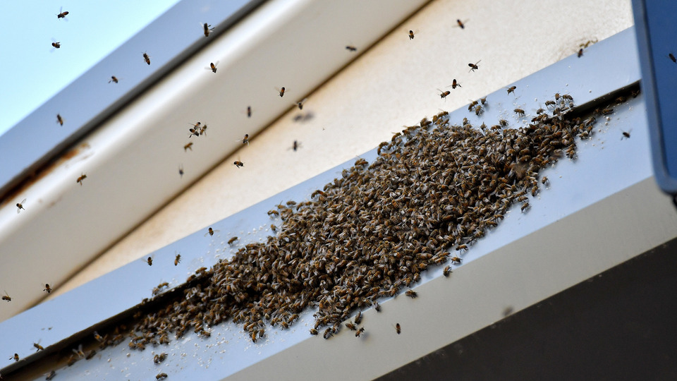 s01e26 — Times Square Bee Swarm