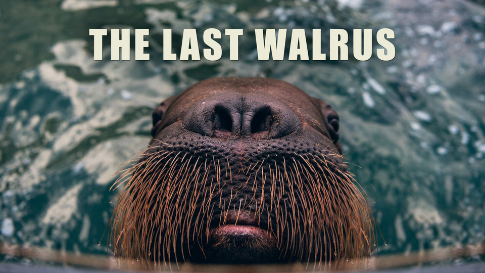 s60e14 — The Last Walrus