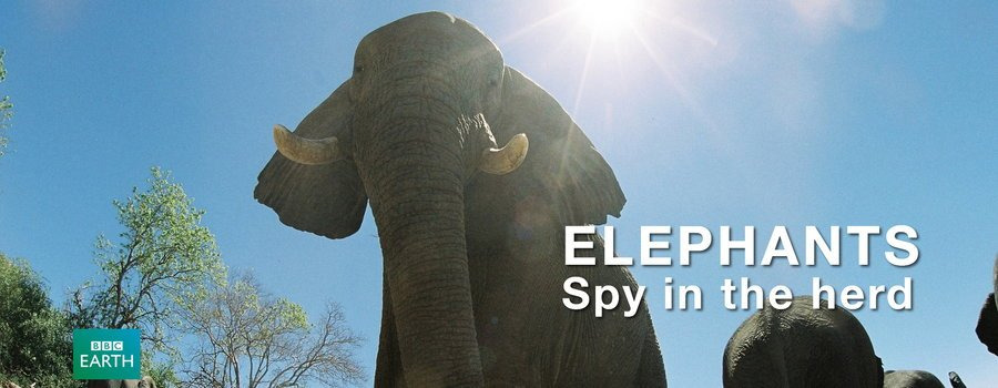 s01e14 — Elephants: Spy in the Herd