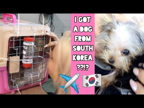 s01e20 — I got a puppy shipped from South Korea??! | ASMR whispered