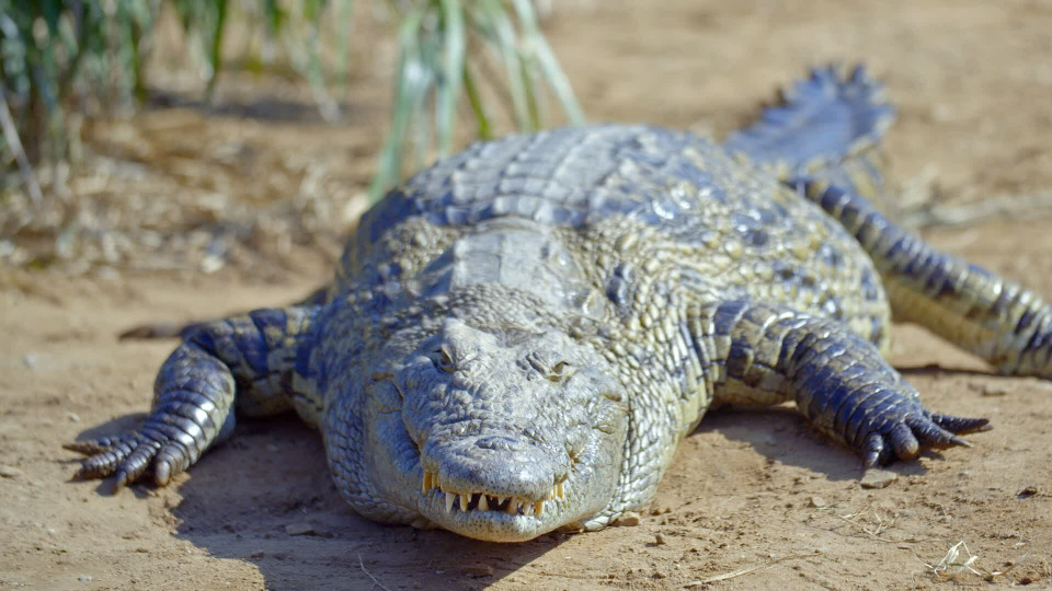 s02e06 — Crocs and Hippos of Ndumo