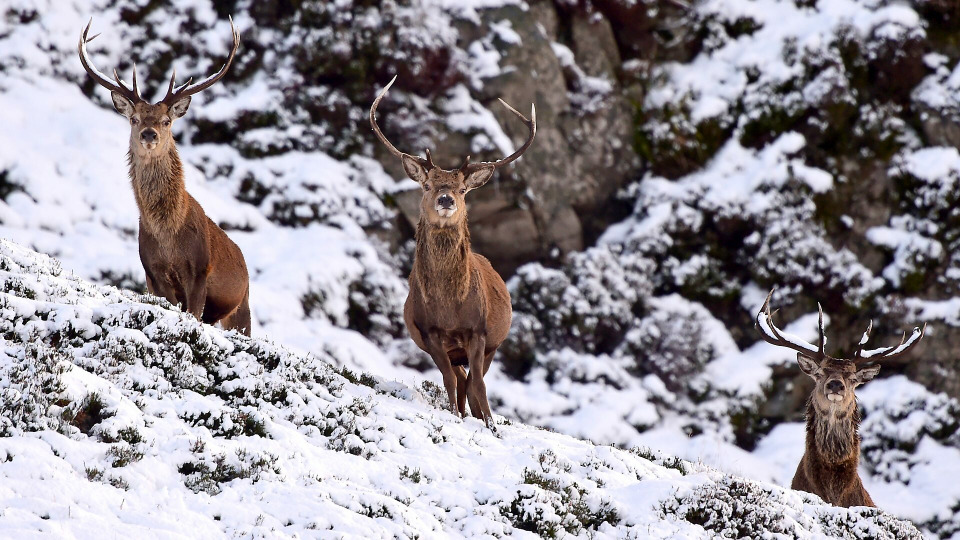 s03e03 — Winterwatch 2015 - Episode 3