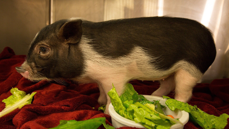 s01e05 — Pot-Bellied Pig Out