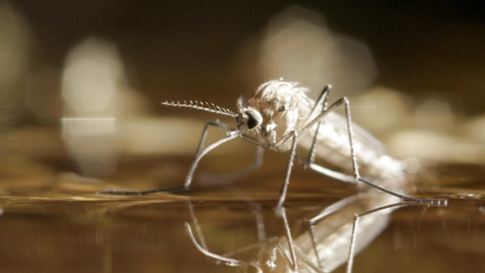 s01e09 — The Optimistic Mosquito