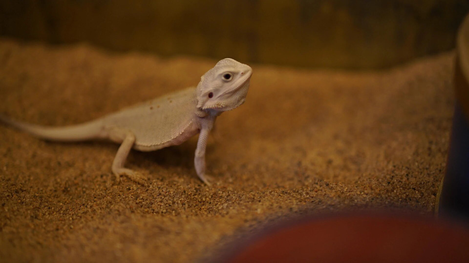 s01e05 — The Incredible Bearded Dragons!