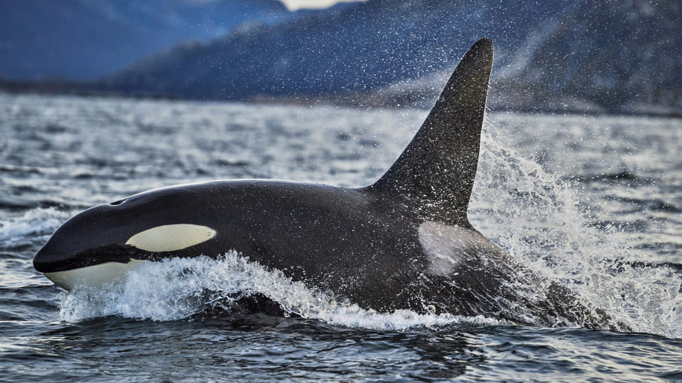s01e08 — Killer Whales Of Norway