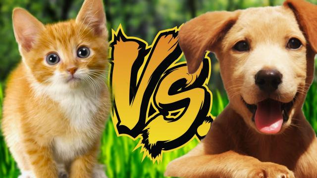 s04e485 — KITTENS VS. PUPPIES | Reading Your Comments #70