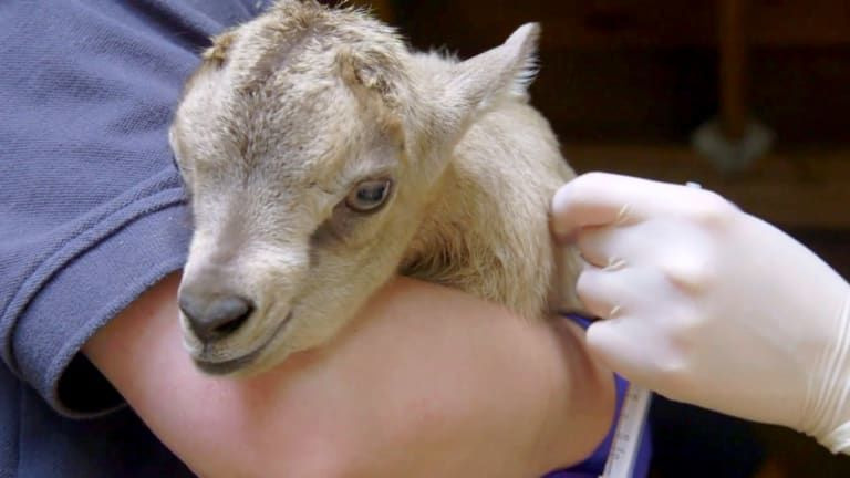 s03e03 — Andre the Baby Goat