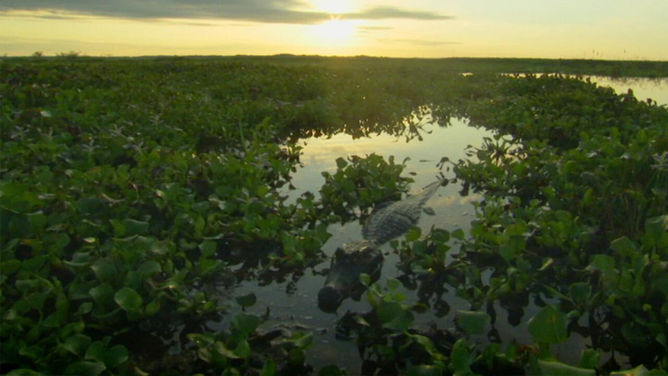 s01e04 — The Pantanal