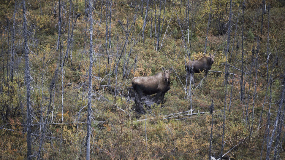 s01e05 — Moose Ambush