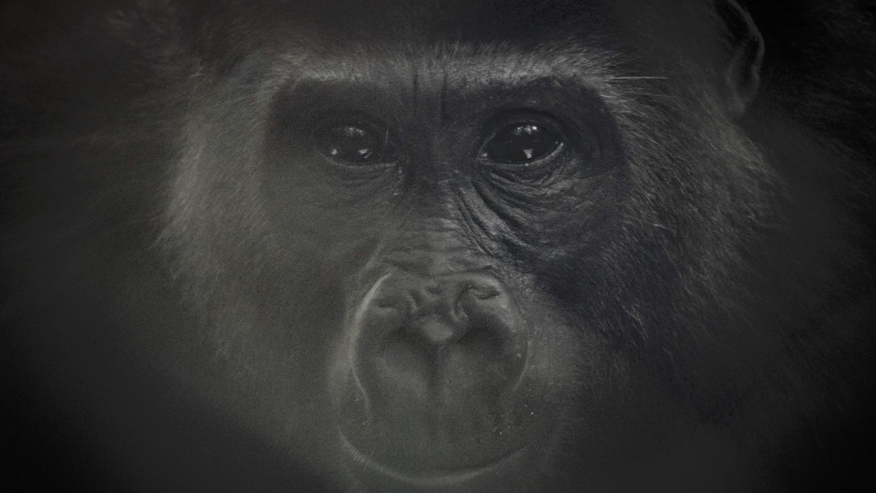 s01e01 — Kongo: Schutz für den Gorillawald