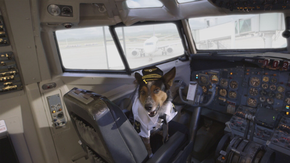 s01e23 — Dogs on a Plane