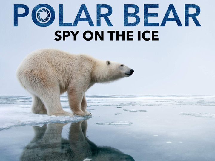 s01 special-0 — Polar Bear: Spy on the Ice (Part 1)