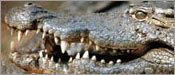 s31e10 — Secrets of the Crocodile Caves