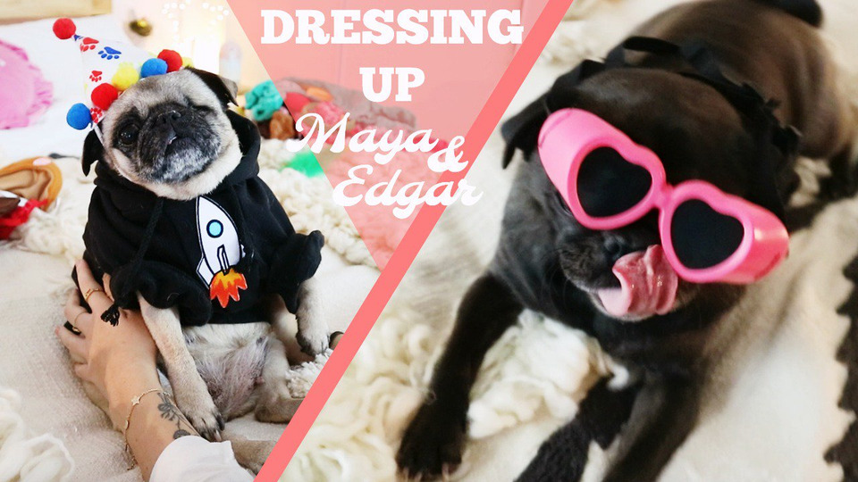s06 special-555 — DRESSING UP THE PUGS.
