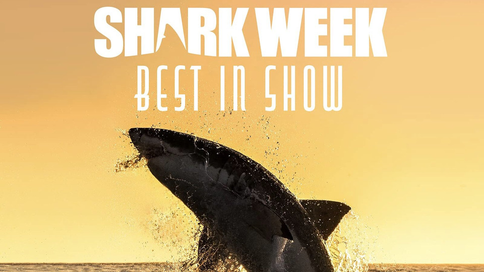 s2021e21 — Shark Week Best in Show