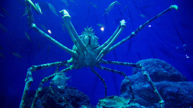 s2017e04 — Suruga Bay: The Bounty of the Deep